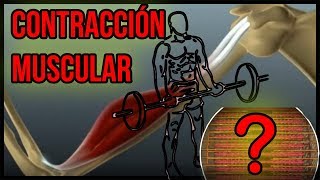 CONTRACCIÓN MUSCULAR en ESPAÑOL  Mecanismos y Proceso  EXPLICACIÓN SIMPLE [upl. by Yruam]