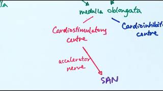 Myogenic Autoregulation [upl. by Aneladdam404]