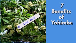 YOHIMBE PT 1  7 Benefits of Yohimbe Bark  Dr Sebi Approved drsebi alkaline [upl. by Annayad]