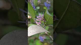 Blue flowers Kannada [upl. by Ardnik]