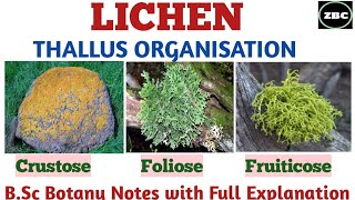 LICHEN  Types of Lichen on the Basis of Thallus organisation FolioseCrustose fruiticose Etc [upl. by Iat]