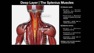 True Back Muscles  The Splenius amp Erector Spinae Groups [upl. by Donall]