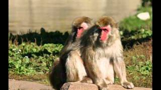 Top 10 Gay Homosexual Animals [upl. by Burleigh]