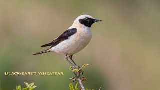 Blackeared Wheatear Collalba Rubia bird watching in Spain [upl. by Yesoj]