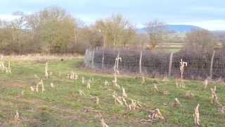 Basset Fauve de Bretagne  ferme sanglier [upl. by Eiramlehcar]