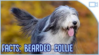 Facts About Bearded Collies [upl. by Farly]