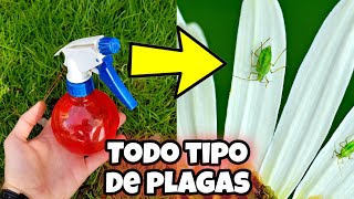 CREA este INSECTICIDA Casero que pocos CONOCEN para PLANTAS y elimina TODAS las plagas u Hormigas [upl. by Nivlen305]