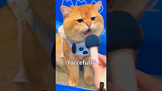 Use Cat Sounds to Show Anger to Cát😊🤣⁉️cutepets funfacts cuteanimals dailyfacts animal2023 [upl. by Ecydnak]