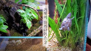 거북이 팔루다리움  Turtle Paludarium  2자 어항 레이아웃  거북이 은신처 동굴 만들기  레이저백 헤츨링  물멍 [upl. by Enirehtacyram]