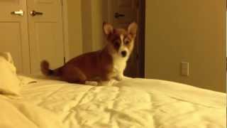 Bandit the Corgi Puppy Frolics in Bed [upl. by Eetnod272]