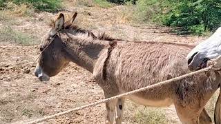 Semental Corindón caballos Encuentro de primavera con yeguas Cavalos donkey🔥🔥🔥May 8 2024 [upl. by Arihday597]