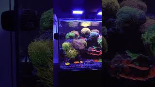 The MOST COLORFUL amp MESMERIZING Waterbox Reef Tank [upl. by Zetniuq991]