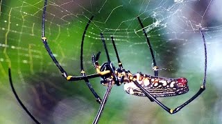 Giant Wood Spider Nephila maculata one of the biggest spiders in the world [upl. by Aynotahs]