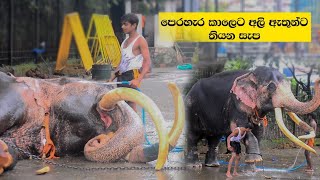 Kotte Raja  කොට්ටෙ රාජාට තියන සැප  Esala Perahera Kandy [upl. by Anelahs]