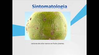 Alternaria alternata pv citri [upl. by Munford689]