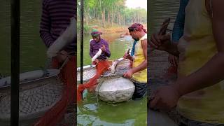 Large Pangasius are Caught in Trawl Nets in Farm Ponds shorts [upl. by Derej]