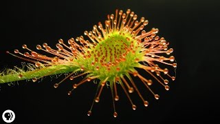 4 DEADLY Carnivorous Plants [upl. by Cleres]