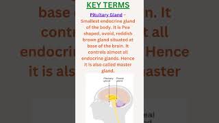 GCSE BIOLOGY Homeostasis and response complete Revision summary [upl. by Sudderth]