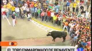 El toro enmaromado de Benavente [upl. by Nah]