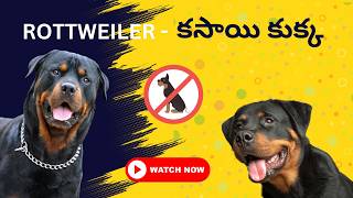 Rottweilerరోట్‌వీలర్ కసాయి కుక్క breed details in Telugu [upl. by Salene556]