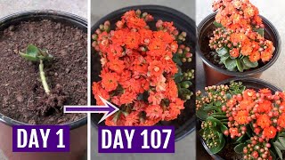 See How to Grow amp Care for Kalanchoe Plant Perfectly [upl. by Ilatfan]