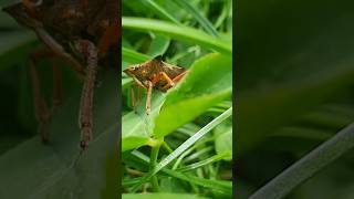 UK Shield Bug shieldbug bug shorts [upl. by Patterman]