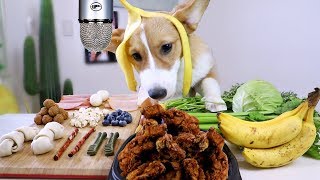 ASMR Corgi Puppy Reviews Food [upl. by Pietrek]