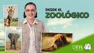 Desde el Zoológico  Nueva clínica [upl. by Eseuqram]