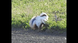 Langes Video Grosstrappenbalz Bustard courtship dance [upl. by Chaffee]