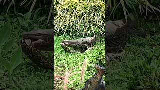 monitor lizard enjoy python [upl. by Attenyw685]