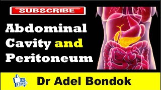 Abdominal Cavity Planes Compartments and Peritoneum Dr Adel Bondok [upl. by Esaertal]