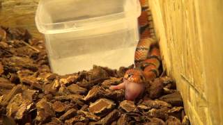 Aspidelaps lubricus lubricus Cape Coral Cobra Feeding [upl. by Gnel]