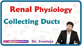 Collecting Ducts  Renal physiology USMLE Step 1 [upl. by Rehpotsirk699]