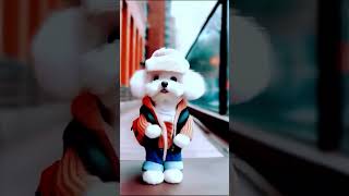 3 Cute dog dance new style dancingdog dogsofinstagram dancing dog dance dancingqueen [upl. by Tuppeny752]