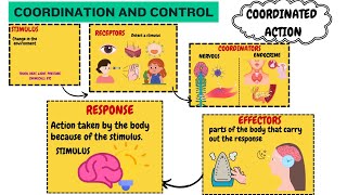 Control and Coordination class 10  Coordinated Action  Biology [upl. by Badr428]