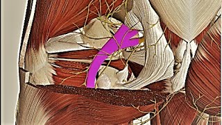 Sciatic Nerve  Gluteus Maximus  Relation 3D Anatomy Clinical [upl. by Korrie164]