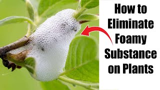 Battling Spittlebugs How to Eliminate Foamy Substance on Plants [upl. by Aihsined]