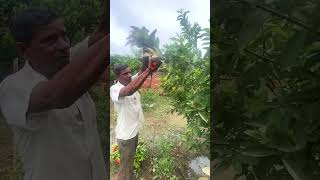 Why cutting pruining increases plant age  plants gardening terracegarden anjrural shortvideo [upl. by Hamilah72]