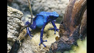 Secret Life of Reptiles and Amphibians opens at London Zoo c London Zoo [upl. by Eiramyma769]