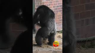 Chimp Display at Chester Zoo [upl. by Animar514]