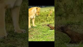 পশু প্রাণীর ভিডিও । Animal videos । kajol vai [upl. by Llirrehs]