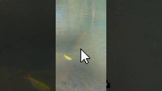 THIS MONSTER FISH followed my lure DKAM TROUT 😱😱😱 fishing shorts outdoors [upl. by Saloma883]