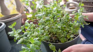 Growing Mint in Containers  Planting Harvesting and Pruning [upl. by Acnoib]