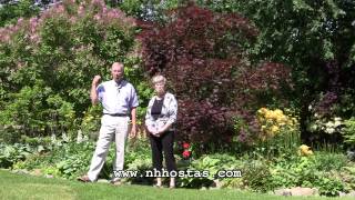 Spectacular Way to Use Hostas in the Garden [upl. by Noseyt]