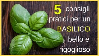 5 consigli pratici per un basilico bello e rigoglioso [upl. by Ahders]