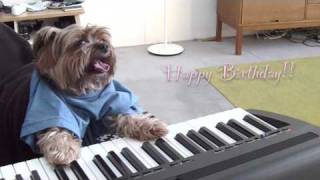 play that birthday keyboard dog [upl. by Zenitram]