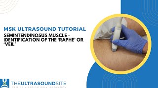 Ultrasound identification of the Semitendinosus muscle Raphe or Veil [upl. by Alemaj482]