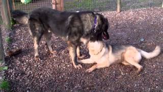 Azer the Caucasian Shepherd Dog Meets Molly Moo the German Shepherd Dog [upl. by Akili79]