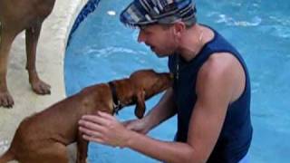 Our Vizsla puppy Rugbys first swimAVI [upl. by Hpesoy13]