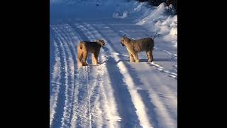 Wild Canada Lynx Screaming In Northern BC [upl. by Aznerol]